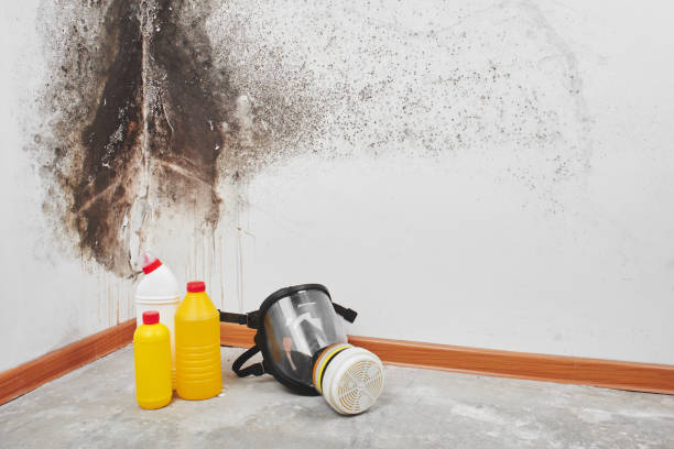 Best Commercial Mold Removal  in Ketchikan, AK