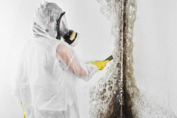 Best Crawl Space Mold Removal  in Ketchikan, AK