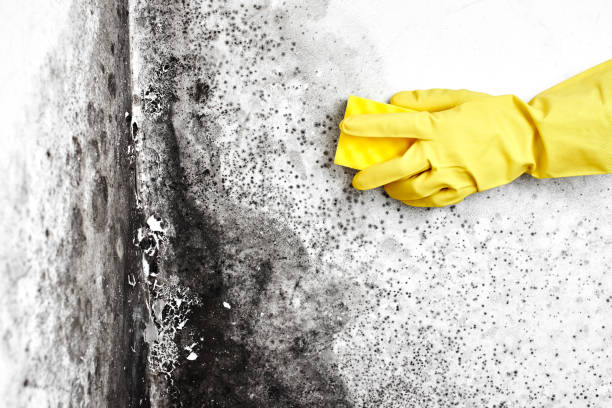 Best Mold Testing  in Ketchikan, AK