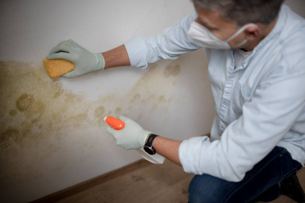 Best Mold Remediation  in Ketchikan, AK