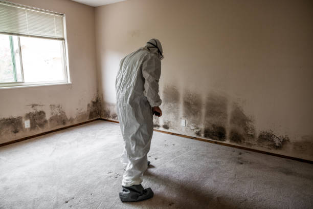 Best Professional Mold Removal  in Ketchikan, AK