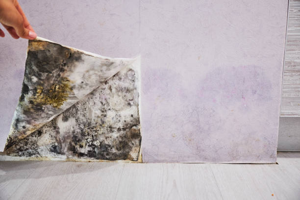 Best Mold Damage Repair  in Ketchikan, AK